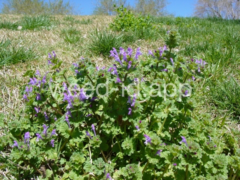 henbit